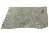 Oligocene Fossil Percoid Fish (Oligoserranoides) - Poland #320641-1